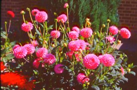 Buy and grow dahlias from tubers