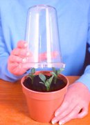 dahlia,tuber,cutting,propagate,flower