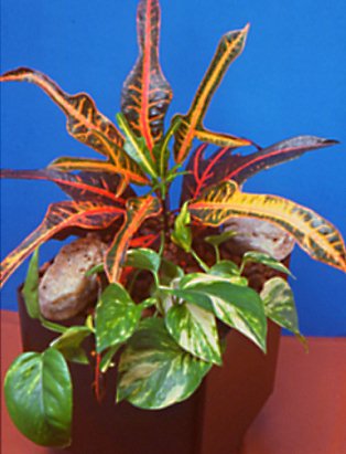 Hydro-Plant