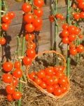 Buy and grow tomato seeds