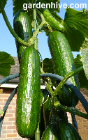 Buy Grafted Plants