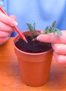 dahlia,tuber,cutting,propagate,flower