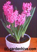 Grow hyacinth bulbs now for Christmas and the new year.
