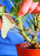 grow,propagate,buy,pelargonium,cutting