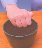 How to firm in tomato seeds.