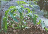 Grow tomato plants in greenhouse or under cloche.