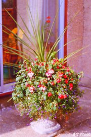 Buy, create a plant display for patio, porch, yard or garden