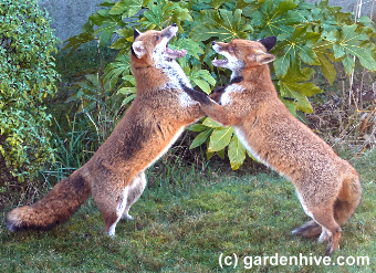 Foxes about to fight.