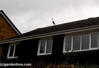 Photo of Heron on Roof Top.