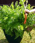 Carrots grown in a deep pot.