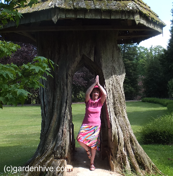 Tree Stance in Tree House