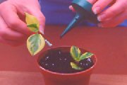 houseplant peperomia stem cutting