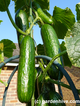 Harvest vegetables